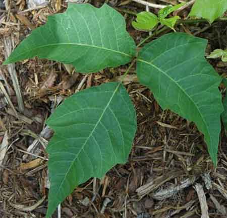 poison ivy and poison oak pictures. Poison Ivy Leaflets